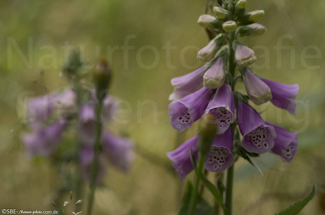 _IGP6936